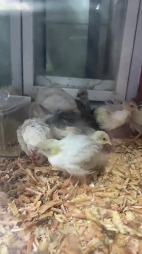 Small birds displayed in case in Vietnam