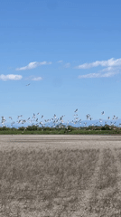 Bird flock observed over dry fields in Montenegro