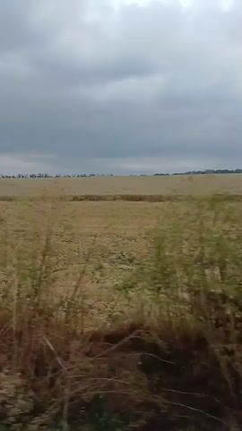 The video shows a view from a vehicle traveling through a rural landscape under a cloudy sky. In the foreground, there is tall grass and vegetation. Beyond that, there is a large field of harvested wheat stubble, with a line of trees in the distance. The camera is looking out the side of the vehicle, and the movement of the vehicle causes the scenery to appear to be moving. The sky is overcast and appears to be heavy with clouds.