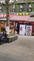 Spring flowers bloom in Chongqing High-tech Zone garden
