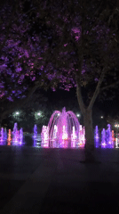 Night walk with dogs near Mykolaiv's illuminated fountain
