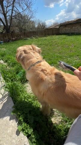 On a sunny day in a yard with green grass, a person brushes a golden retriever standing on a concrete edge near green plants. The dog wears a collar. The person uses a black and yellow brush to groom the dog's fur. In the background, there is a wooden fence, trees, and a building with a brick roof. The sky is blue with scattered clouds.