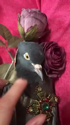 The video shows a close-up of a deceased pigeon lying on a pink, textured surface. The pigeon is adorned with a decorative brooch on its chest and two artificial roses, one purple and one dark red, are positioned behind its head. A human hand enters the frame from the left and gently touches the pigeon's body. The pigeon's feet are exposed and visible. The scene appears to be set up as a still life or memorial.