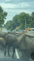 Water buffalo herd crosses road in Sri Lanka