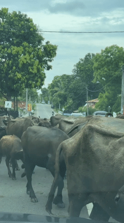 Water buffalo herd crosses road in Sri Lanka