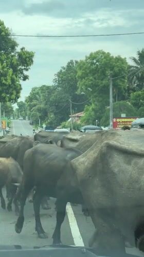 Water buffalo herd crosses road in Sri Lanka