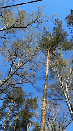 Family morning activities with dog, toy car in Tomilino