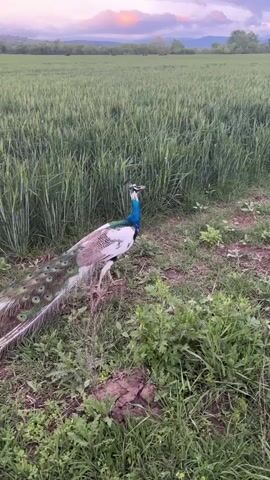 The video shows a peacock standing near a field of tall green grass, with a landscape in the background under a colorful sky.  The peacock has a blue neck and white body, and it is standing on some grassy ground near the edge of the field.  The camera is stable, and the sound of a peacock crowing can be heard. An indistinct sound of a car engine is audible after that.