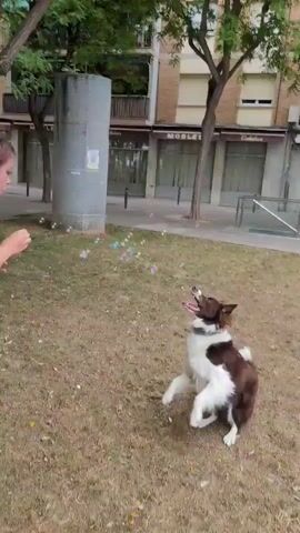 A brown and white Border Collie dog is seen playing in a grassy outdoor area, likely a park, during the daytime. The dog is highly energetic, jumping and leaping to catch bubbles in the air. Its mouth is often open in an expression of excitement or panting. At one point, a pink disc or frisbee is briefly visible in its mouth before it drops it.

In the background, there are multi-story urban buildings with some windows having closed blinds or shutters. A paved area or sidewalk runs in front of these buildings. On one of the storefronts, the Spanish word "MUEBLES" (meaning "furniture") is visible. To the left of the frame, a tall, textured cylindrical structure, possibly a decorative pillar or a utility object, stands on the grass. The overall atmosphere suggests a cheerful and active moment for the dog in an urban park setting in Sant Just Desvern, Spain.