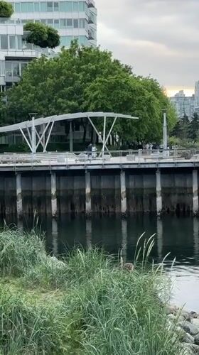 Vancouver waterfront scenes captured by witnesses during morning hours
