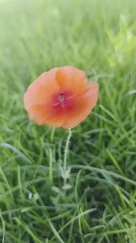 A close-up shot of a red poppy flower in a grassy field. The flower is the main subject, and it is in focus. The grass is green and lush, and it is out of focus. The camera pans slightly to the right, showing more of the field. The flower is small and delicate, with thin petals. The center of the flower is dark, and it has a few black seeds. The sun is shining on the flower, and it is casting a shadow on the grass. In the background, there are some shipping containers, suggesting an urban or industrial setting adjacent to the natural environment. The sky is bright and overcast, and there are no clouds visible.