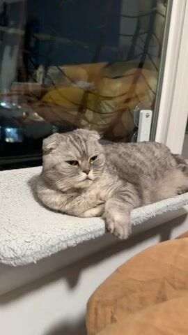 A grey tabby Scottish Fold cat lies on a white fuzzy surface, resting on a window sill. The cat is facing the camera with its eyes partially closed and ears folded forward. The background is blurred, showing a window with reflections of lights and objects. The lighting is dim, suggesting it is nighttime or indoors with low light. The cat appears relaxed and possibly sleepy.
