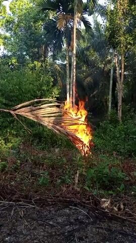 The video shows a large palm frond on fire. The palm frond is in the foreground, to the left of the frame. The frond is detached from its tree and appears to be suspended in mid-air, angled downwards and to the left. Flames are engulfing the frond, particularly on its right side. Behind the burning frond, several tall palm trees are visible, interspersed with lush green foliage and other trees. The ground in the foreground is covered with dry debris, including fallen branches and leaves, which appear to be partially burned or blackened. The scene takes place outdoors in a natural environment, likely a forest or jungle. The lighting suggests it is daytime, with the sun possibly behind the camera, illuminating the scene from the front. There are no people visible in the video. The action is the burning of the palm frond.