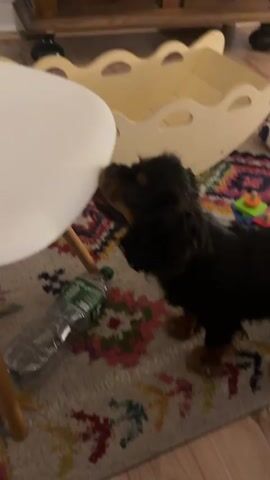 A black and tan dog is on a rug. The dog is next to a white table and a plastic water bottle. The dog is looking at the table. The rug has a colorful pattern. In the background, there is a wooden cabinet and a yellow toy.
