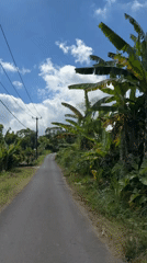 Walking a lush jungle road in Kintamani, Bali
