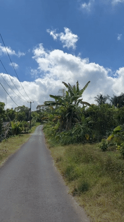 Walking a lush jungle road in Kintamani, Bali