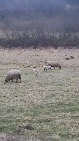 The video shows a pastoral scene of sheep in a field. Two adult sheep graze on the sparse, greenish-brown grass. Two young lambs are also present, one standing near an adult sheep and the other near the second adult sheep. A line of bare bushes and trees forms the background, blending into an overcast sky. The overall impression is of a rural landscape in muted colors.