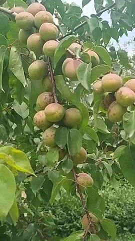 The video shows a close-up of a tree branch laden with apricots. The apricots are small and green to light orange, with some showing brown spots. They are clustered together on the branch, which is surrounded by green leaves. The background is blurred, showing more foliage and a hint of the sky. The camera is mostly stationary, with slight movements that suggest it is handheld. The lighting appears to be natural daylight.