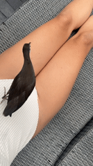 Bird rests peacefully on person in Kuta Selatan