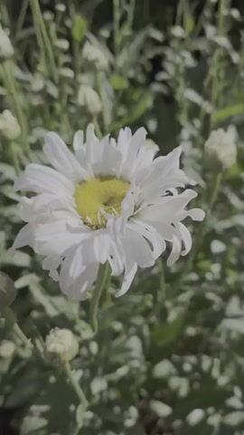 The video is a close-up shot of a daisy flower. The flower is white with a yellow center and is in focus. The background is blurred and shows more daisies and greenery, suggesting the flower is in a garden or field. The lighting is natural and appears to be sunlight. There are no people or animals visible. The camera is static.