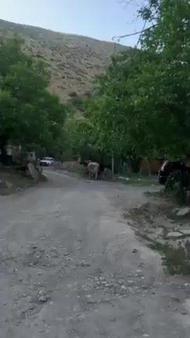 Here is a concise description of the video:

The video shows a cow walking on a dirt road in a rural area. The cow is light brown and has a dark tail. There are trees lining the road and a hill in the background. A white car is parked on the side of the road in the distance. There is an overall impression of a quiet, simple village scene.