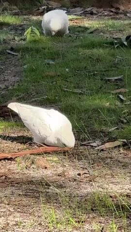 Two white cockatoos are foraging on a grassy, dirt area. The cockatoo in the foreground is closer to the viewer and is pecking at the ground. The second cockatoo is in the background, further away, and is also pecking at the ground. The environment appears to be outdoors, with trees and foliage visible in the background.