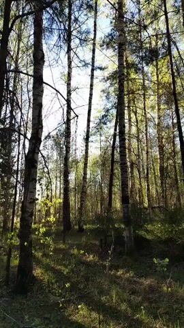 The video shows a forest with many birch trees, as evidenced by their white bark with black markings.  There is a layer of green grass and some small green plants on the ground.  The sunlight is shining through the trees.  The camera angle is low, looking up through the trees towards the sky. There are no people or animals visible.
