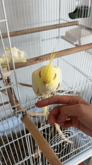 Artist tends bird, paints frames in Krasnoyarsk studio