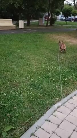 A small, brown dog with a harness is playing fetch in a park. It is carrying a yellow ball in its mouth and running towards the camera. The dog is on a leash, which is being held by someone off-camera. The park has a grassy area with clover, trees in the background, and a paved walkway with decorative brick patterns. A wooden bench is visible to the left of the frame. The scene appears to be set in the late afternoon or early evening, as indicated by the soft, diffused light. The overall mood is playful and relaxed, suggesting a pleasant day outdoors. There is no visible text in the media file.