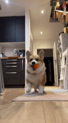 Corgi plays while home cooking unfolds in German villages