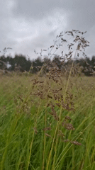 Morning after rain documented in rural Khlevnoye, Russia
