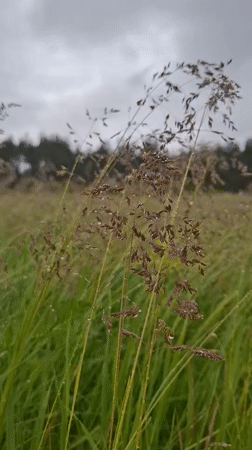 Morning after rain documented in rural Khlevnoye, Russia
