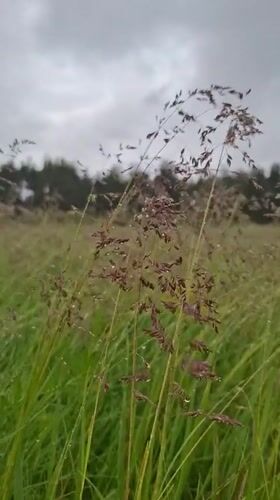 Morning after rain documented in rural Khlevnoye, Russia
