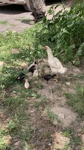 The camera pans out to show a white hen surrounded by several chicks of varying colors, including black, white, and yellow. They are clustered on the ground amidst grass and dirt, near a green bush. A man in camouflage pants and boots is visible initially, then steps back towards a white car parked nearby. The car has a license plate visible with "2024" on it. The scene appears to be set in a yard or garden area.
