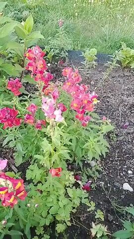 This is a close-up video of a cluster of snapdragon flowers in a garden bed. The flowers are a mix of pink, red, and yellow colors. The plants have green, leafy foliage and are growing in dark soil. In the background, there is green grass and some other plants. The camera is slightly tilted and moves very subtly.