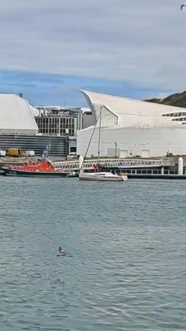 The video shows a harbor scene with several boats docked near a waterfront building. In the foreground, the water is a calm, choppy blue. Two seagulls are visible in the water, one is in focus and the other is slightly out of focus. In the middle ground, two boats are docked side-by-side. The boat on the left is an orange and green lifeboat, while the boat on the right is a white sailboat. Behind the boats, a modern building with white, curved architecture and glass windows stretches along the waterfront. The sky is overcast with some patches of blue.
