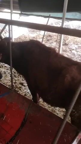 The camera films from inside a barn. A brown cow, wearing a pink halter, is standing in a pen. The pen is constructed of red metal siding, metal poles, and chains. The ground is muddy and littered with straw. A bit of hay is visible in the cow’s feeding trough. The roof of the barn is visible above the pen.