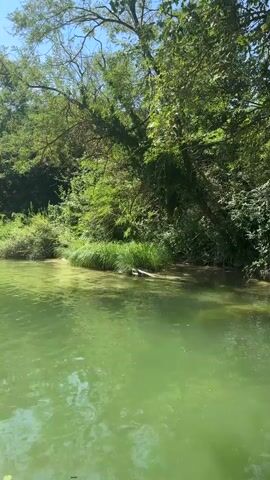 The video shows a green body of water with trees and vegetation on the bank. The water appears murky and shallow in some areas. There is a piece of driftwood visible near the bank. In the background, there is a rope swing hanging from a tree branch. The sun is shining and the sky is blue. The overall scene is peaceful and natural.