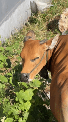 Quiet morning details: cows, vines, and small still lifes in Denpasar
