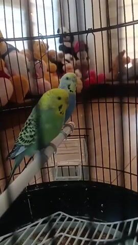 The video shows two budgies in a cage. One budgie is green and yellow, and the other is blue and yellow. The budgies are perched on a white swing inside the cage. In the background, several stuffed animals are visible. The cage is black with a clear plastic food or water dispenser attached to the side. The bottom of the cage contains a white grate and some debris.