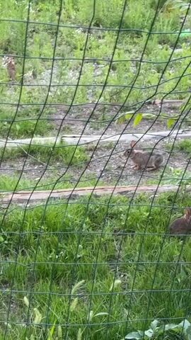 The video shows two small, brown rabbits in a grassy area, viewed through a green wire fence. The rabbit in the foreground is partially obscured by the fence and appears to be looking to the right. The rabbit in the background is more visible and is facing to the left, with its body in a sitting position. The environment appears to be outdoors, possibly a garden or backyard, with lush green grass and some dirt or gravel visible. The lighting suggests it might be daytime, with some shadows present. The fence is made of thin green wire mesh. The overall scene is peaceful and natural.