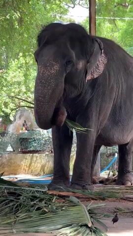 A large, dark-skinned elephant stands in an outdoor enclosure. The elephant is eating green leaves from a pile on the ground, using its trunk to bring the food to its mouth. The elephant's ears are slightly back, and its trunk is curled. In the background, there are trees with green leaves, a concrete structure, and some fencing. A small bird is visible on the ground in the foreground. The elephant appears to be chained around its legs.