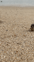 Hermit crab spotted on cloudy beach day in Ahungalla