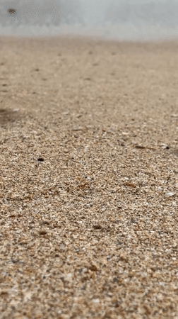 Hermit crab spotted on cloudy beach day in Ahungalla