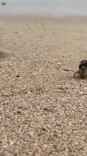 Hermit crab spotted on cloudy beach day in Ahungalla