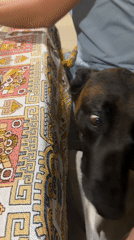 Late night patio gathering with food and dog in Puebla