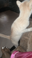 Tabby cat stands on hind legs for white object