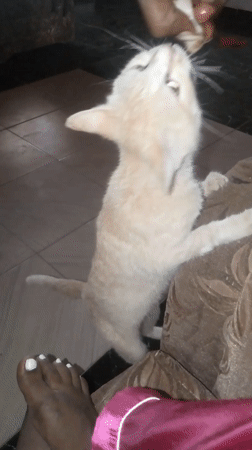 Tabby cat stands on hind legs for white object