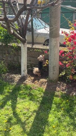 The video shows a small black and tan dog standing on its hind legs, attempting to reach a red flower growing on a vine against a gray stone wall. The dog is positioned between a tree and a concrete post. The ground is covered with green grass, brown leaves, and fallen pink flower petals. A chain-link fence is visible in the background. The scene appears to be outdoors on a sunny day. The dog is barking.