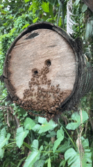 Traditional wooden beehive observed active in Tampaksiring forest